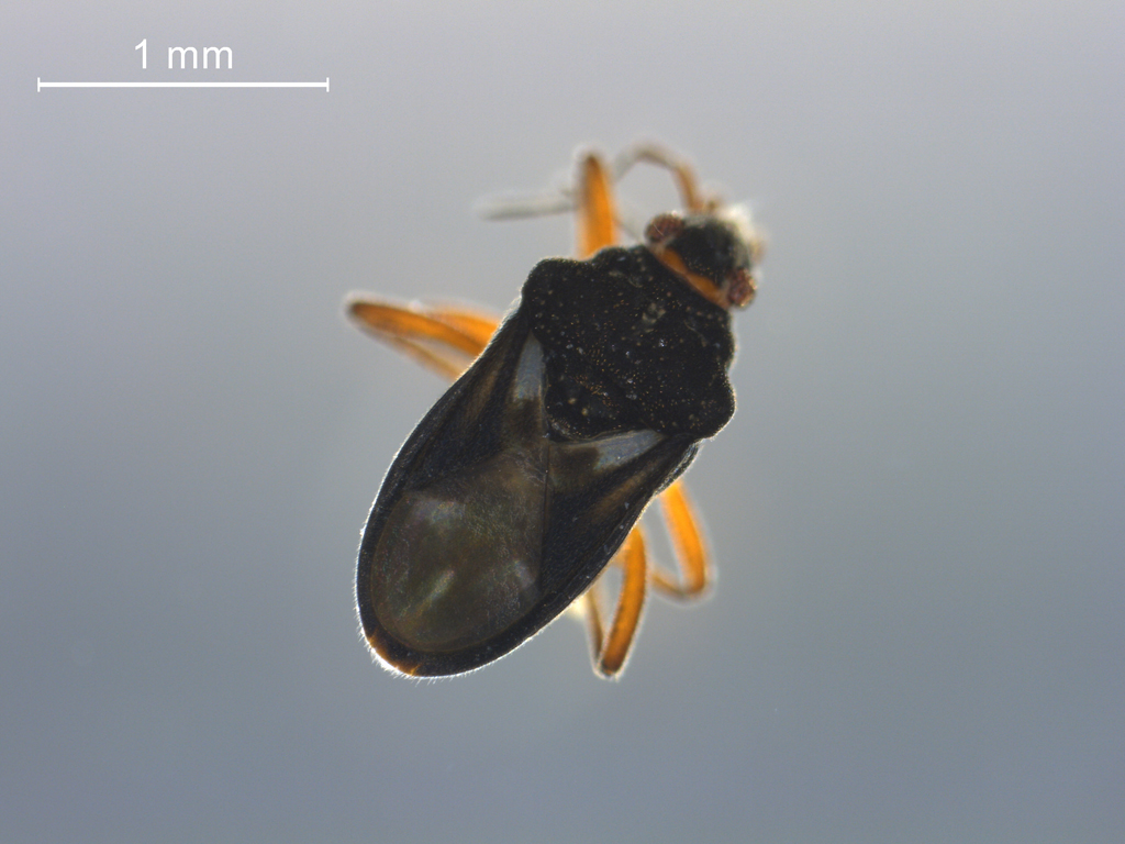 Hebrus pusillus